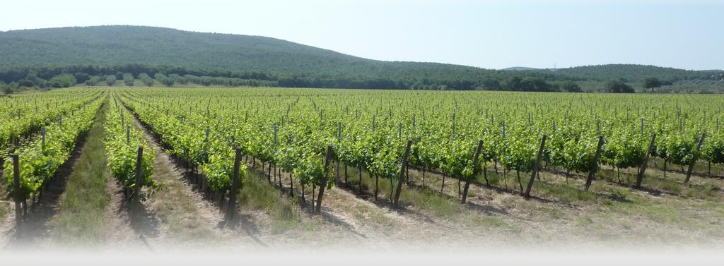 Le Stanze Di Zelinda Suvereto Quarto foto